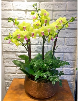 OR511 - 5菖迷你黃色蝴蝶蘭,植物及陶瓷花盆
